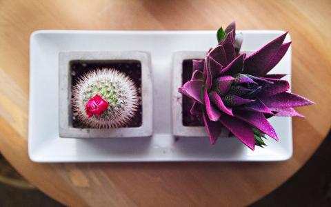 Wealth Position Feng Shui： Mastering the Essence of Feng Shui for Wealth Enhancement