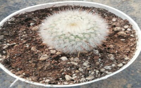 Unveiling the Mystique of Cactus Feng Shui: Harnessing the Power of Nature in Your Home