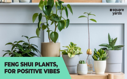 Unlock the Power of Cacti in Feng Shui: Expert Tips for Selection and Placement