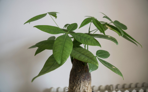 Are Fake Plants Bad Feng Shui? Discover the Truth Behind the Myth