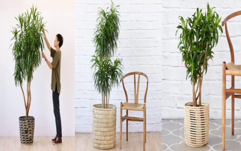 The Enchanting Power of Cacti in Feng Shui: Small Plants, Big Energy