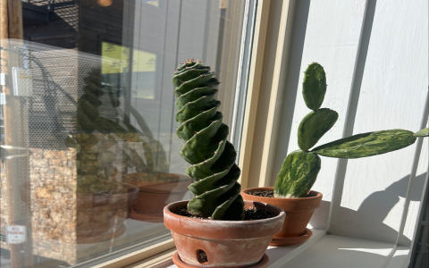 The Power of Cacti in Feng Shui: A Natural Shield Against Negative Energy