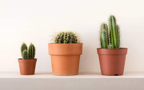 The Ultimate Guide to Cactus in Bedroom Feng Shui: Absorbing Radiation and Enhancing Aura
